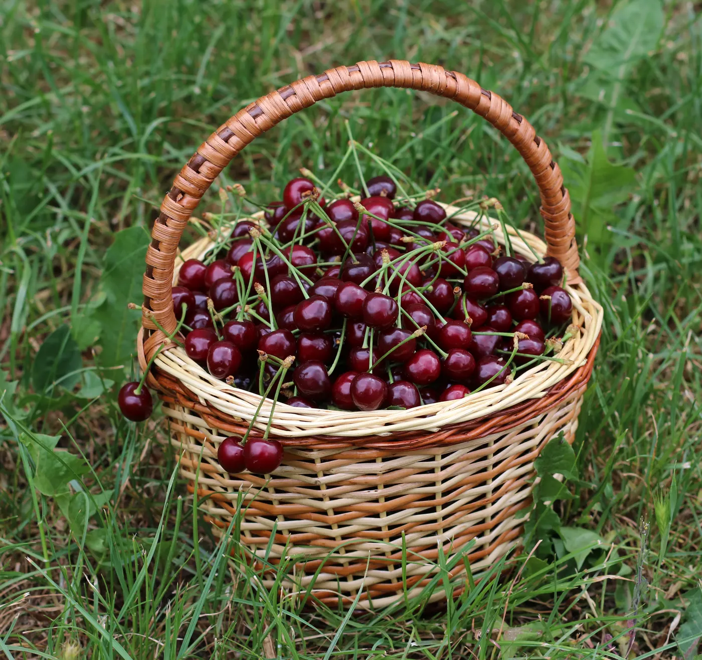 Корзина спелой вишни